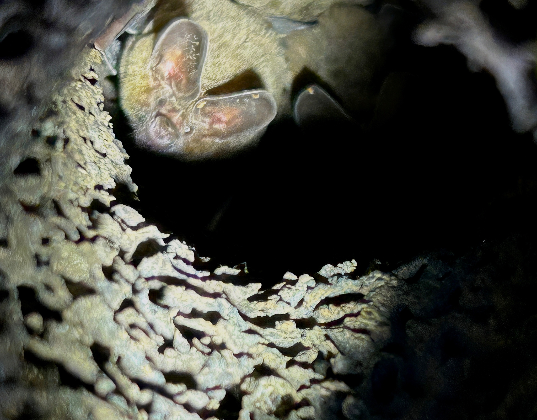 Round eared Bat